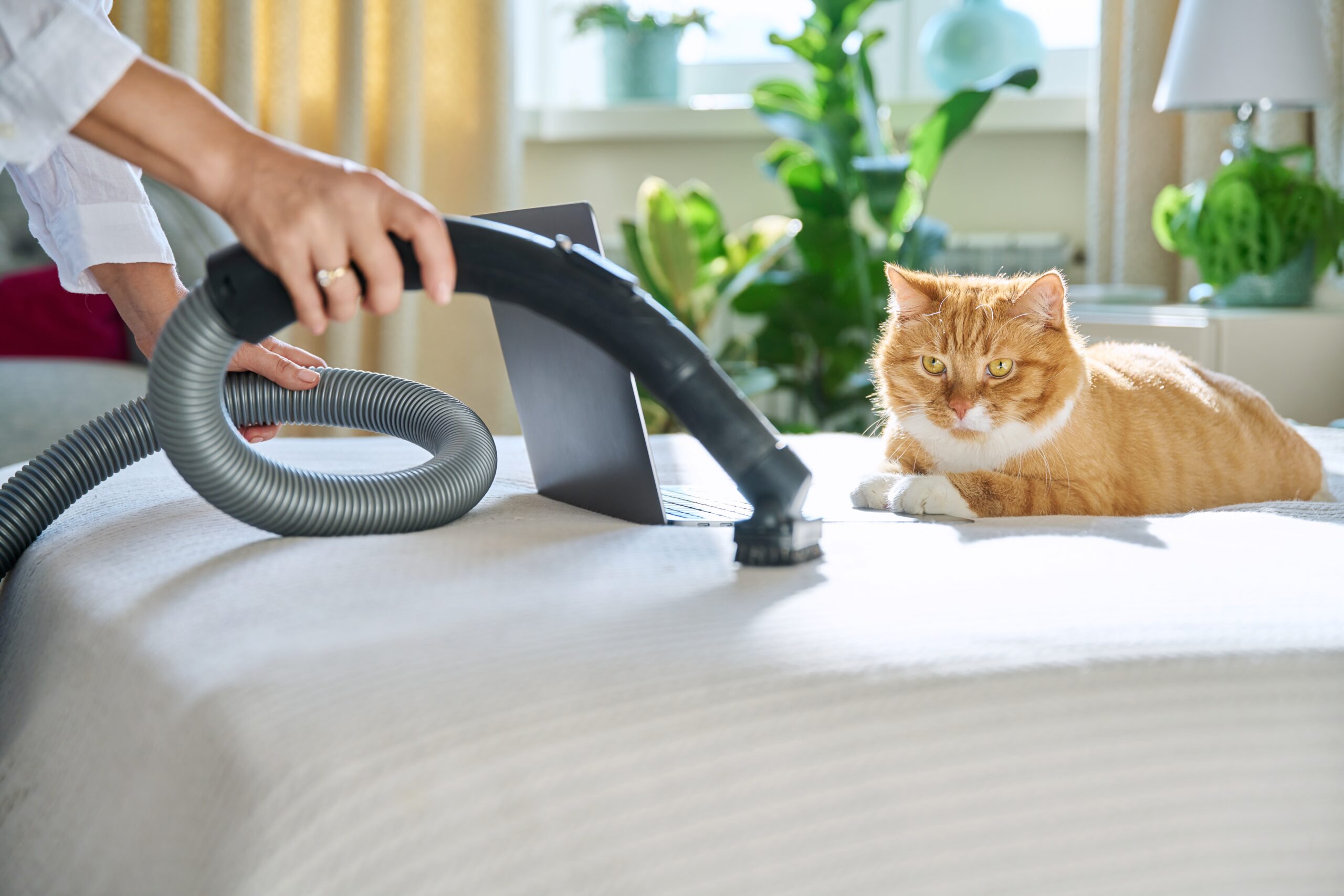บ้านที่มีสัตว์เลี้ยงเหมาะกับการทำความสะอาดแบบ Deep cleaning